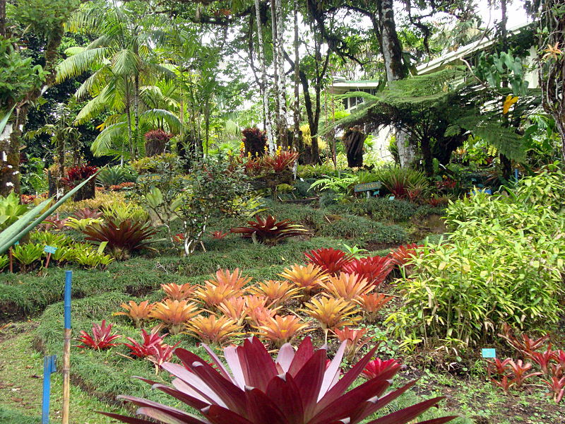 Wilson Botanical Garden TRAVEL LOGS PalmTalk